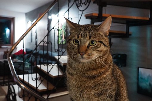 Katze, Heimat, Porträt, Hübsch, Feline
