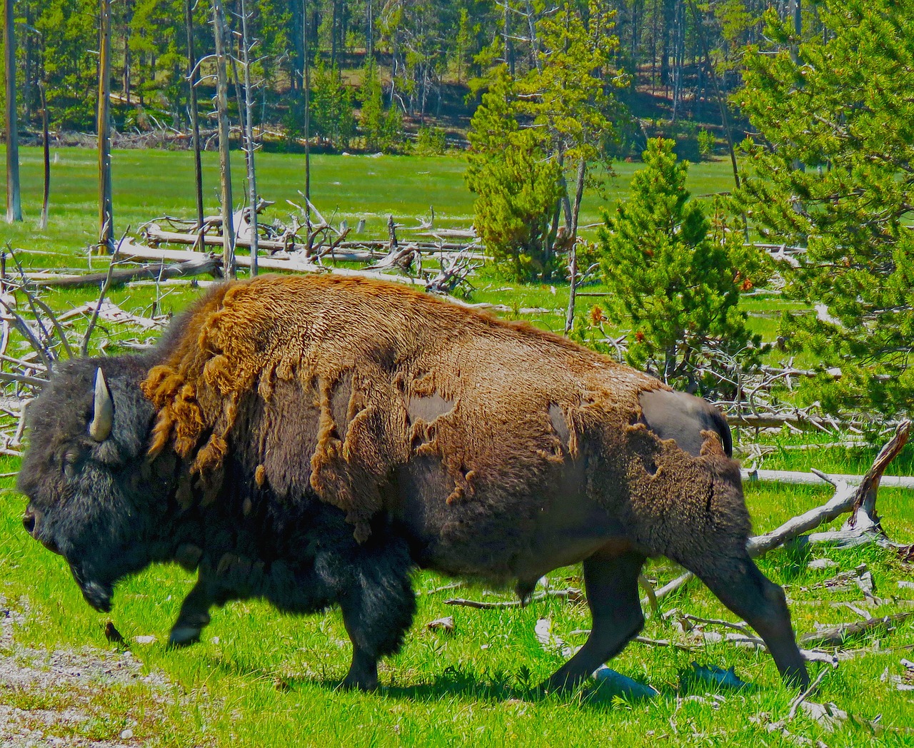 Bison American Buffalo Yellowstone - Free photo on Pixabay