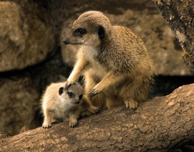 Stokstaartje Zoogdier Dier Gratis Foto Op Pixabay Pixabay