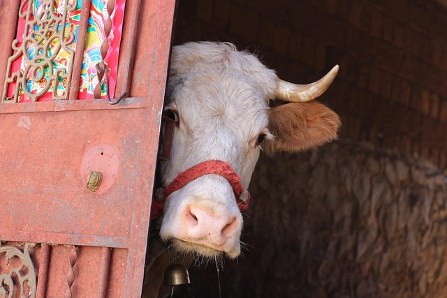 Cow, Bauernhaus, Neugierig, Portal