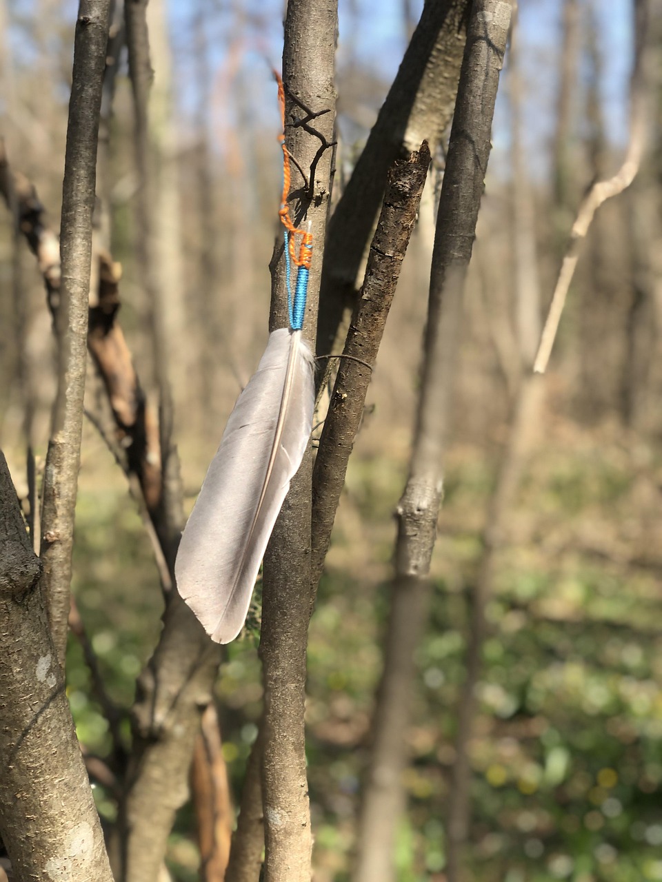 Feather Tree Wood Free photo on Pixabay Pixabay