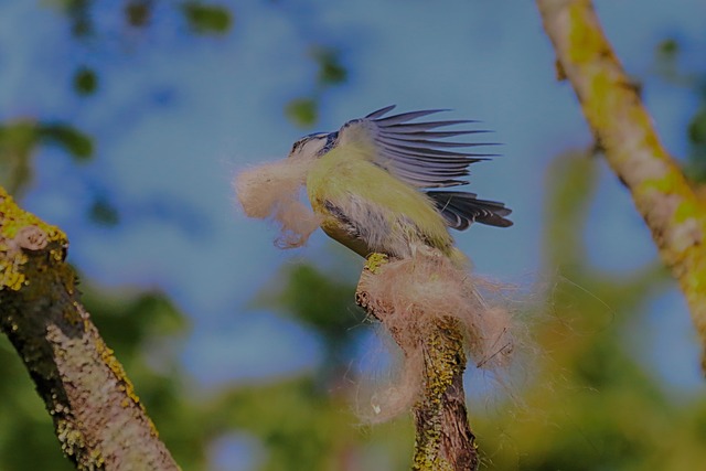 Free Flight Tit-In-Flight photo and picture