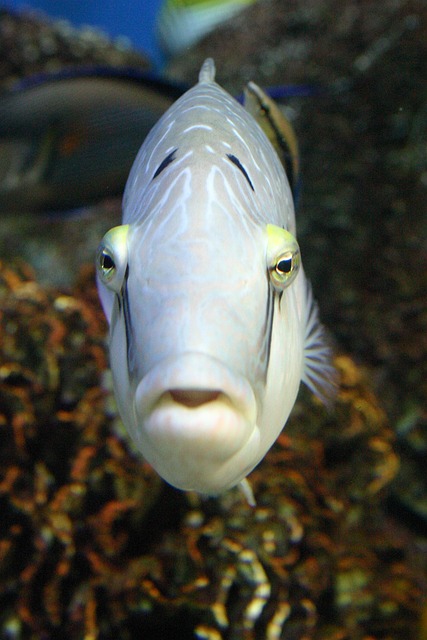Free Fish Tropical Fish photo and picture