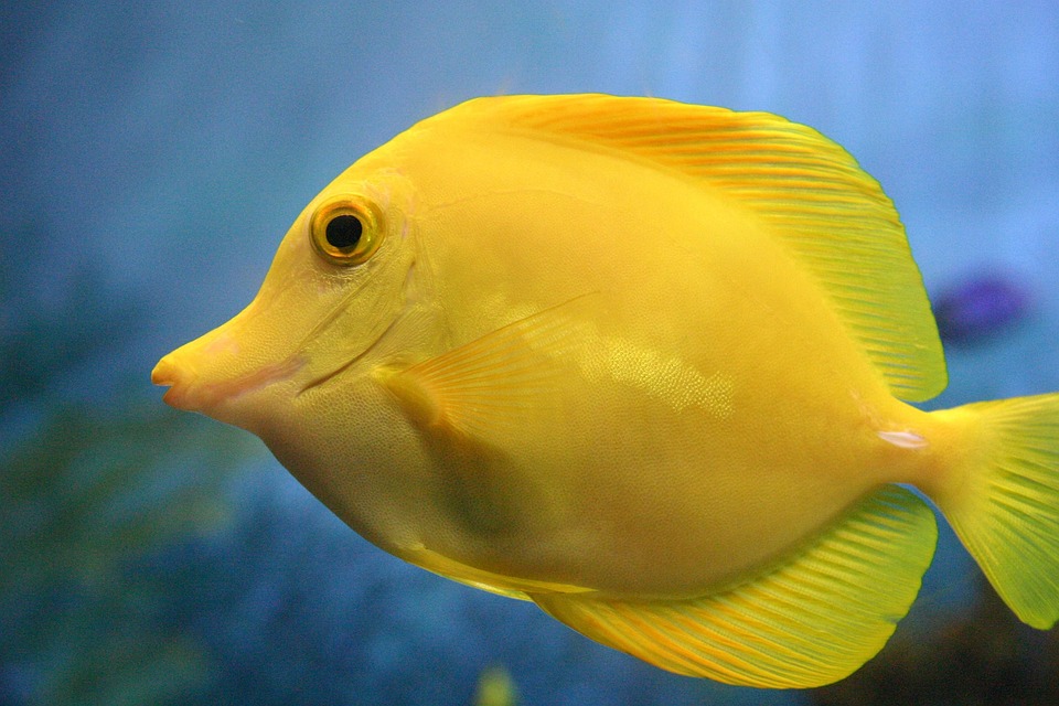 フリー素材魚 写真 – 海さかなの写真 – PTDLC