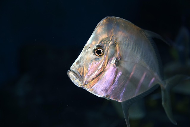 Free Fish photo and picture