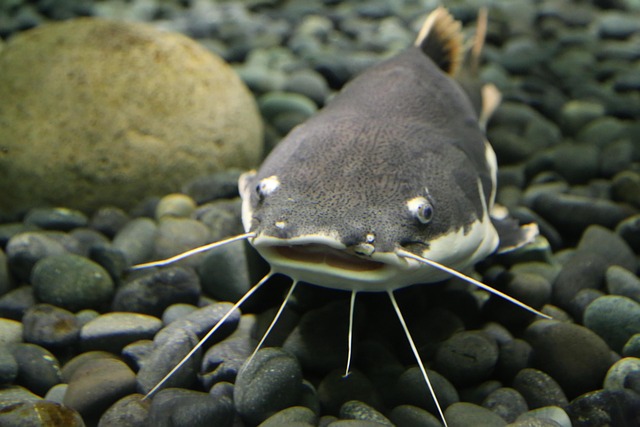 Free Fish Nature photo and picture