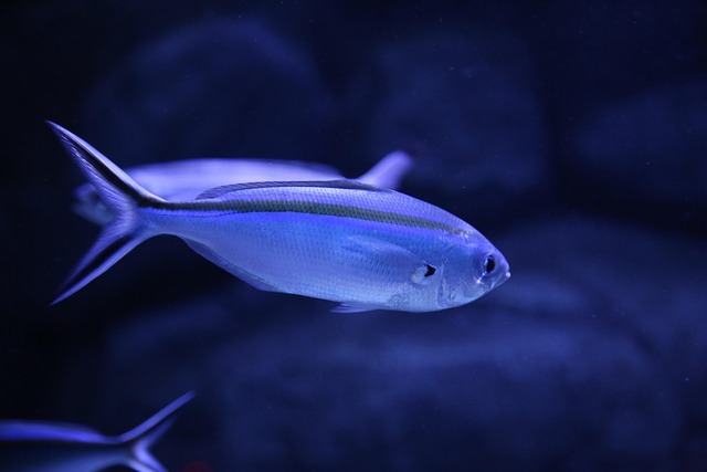 Free Fish Tropical Fish photo and picture
