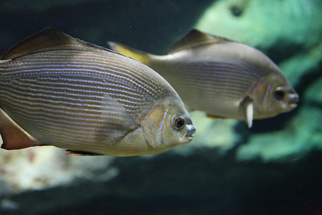 Free Fish Tropical Fish photo and picture