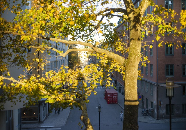 Træ, By, Grene, Stockholm, Aftensol