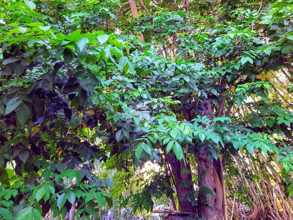 나무 Carambola 시골 풍경 그린 - Pixabay의 무료 사진 - Pixabay