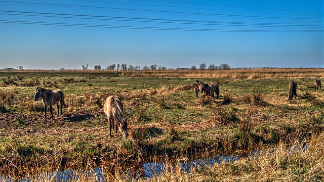 Free Horses Polder photo and picture