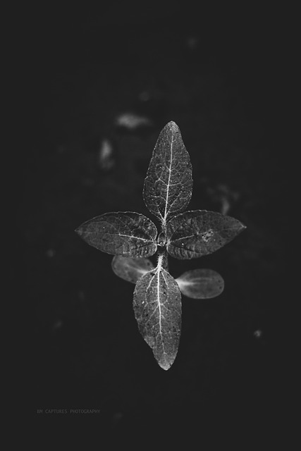 Free Black And White Monochrome photo and picture