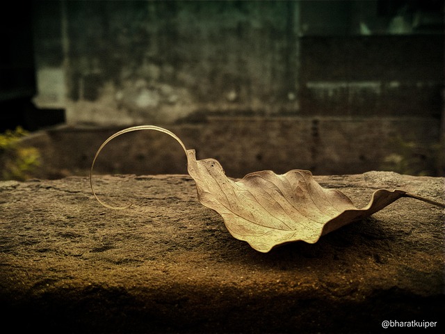Free Leaf Old photo and picture