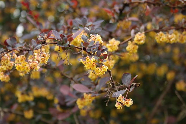 灌木 植物 盛开 - Pixabay上的免费照片 - Pixabay