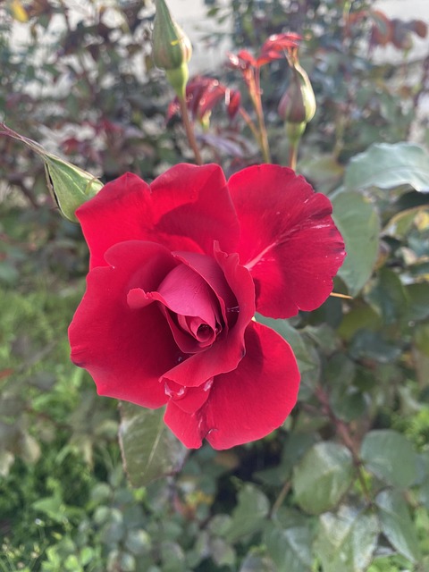 붉은 장미 빨간 꽃 사랑 - Pixabay의 무료 사진