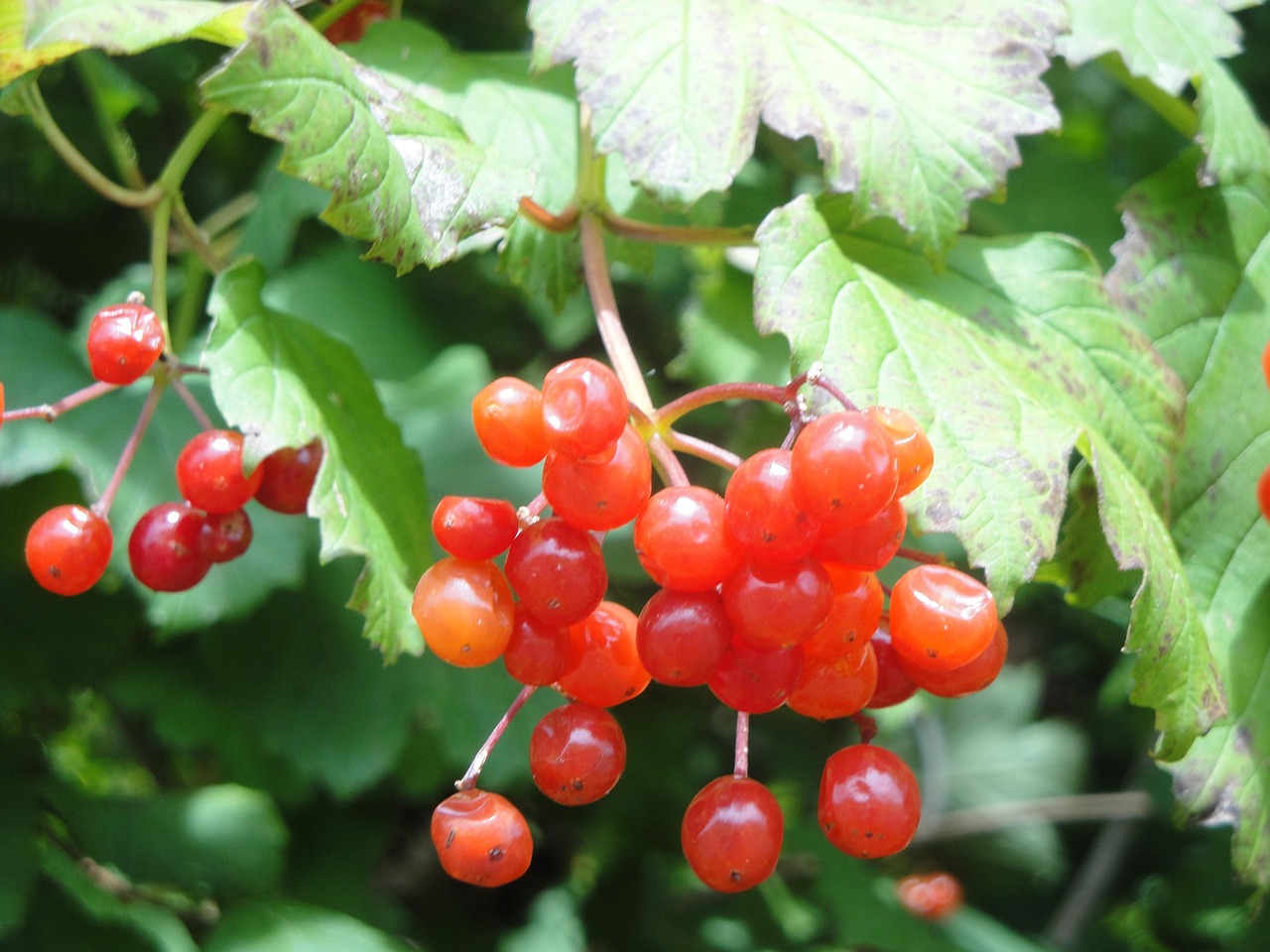 Red Berry Free photo on Pixabay Pixabay
