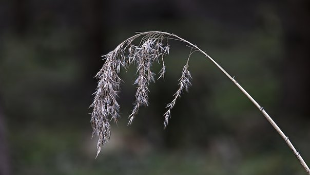 Free Nature Macro photo and picture