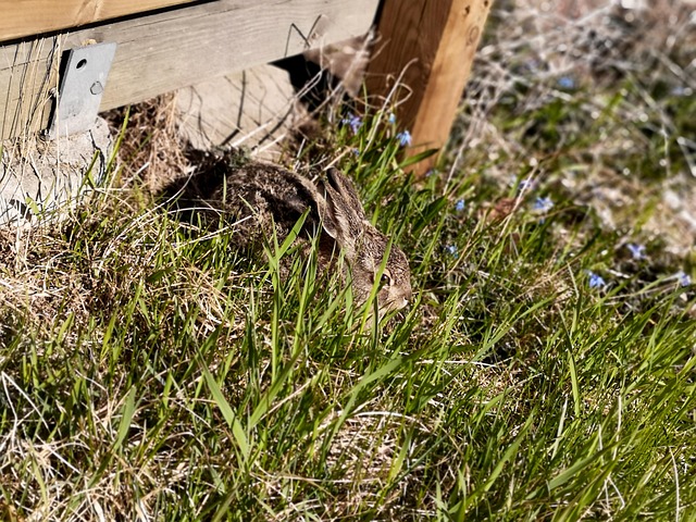 Hase, Sommertag, Niedlich, Sonne