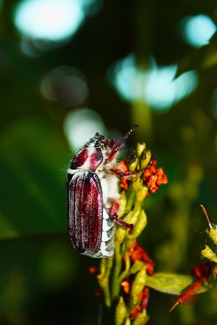 Free May Beetle On A Tree Branch Nature photo and picture