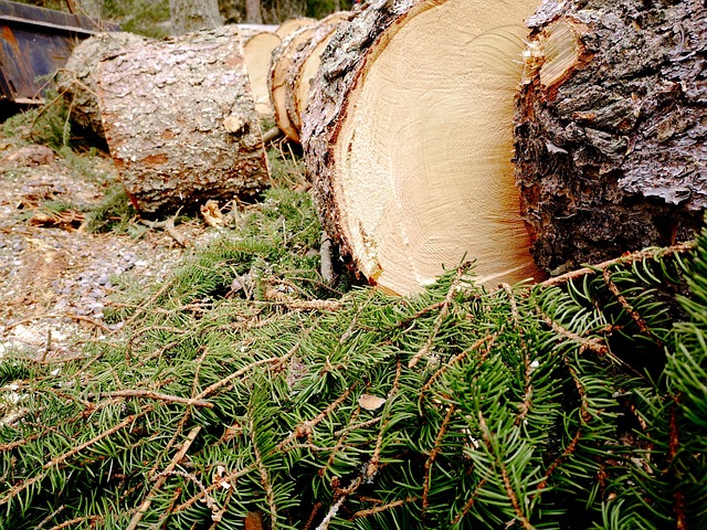 Baum Blockiert, Green Forest, Holz