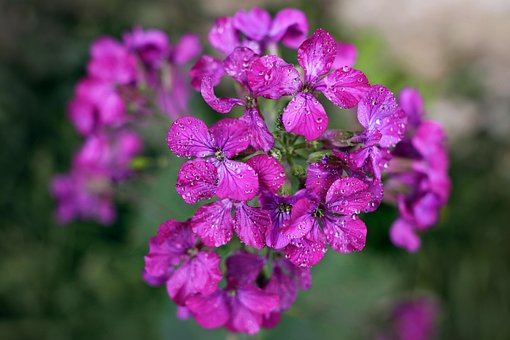 Julienne Des Dames, Hesperis, Flerårig
