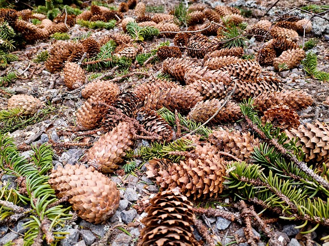 Zapfen, Schweden, Schwedische Landschaft