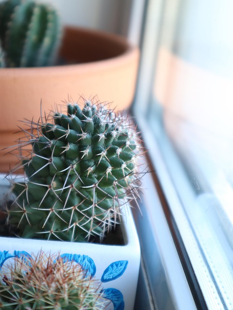 Free Cactus Thorns photo and picture
