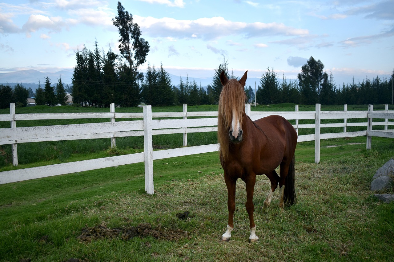 Horses - free online jigsaw puzzle photo