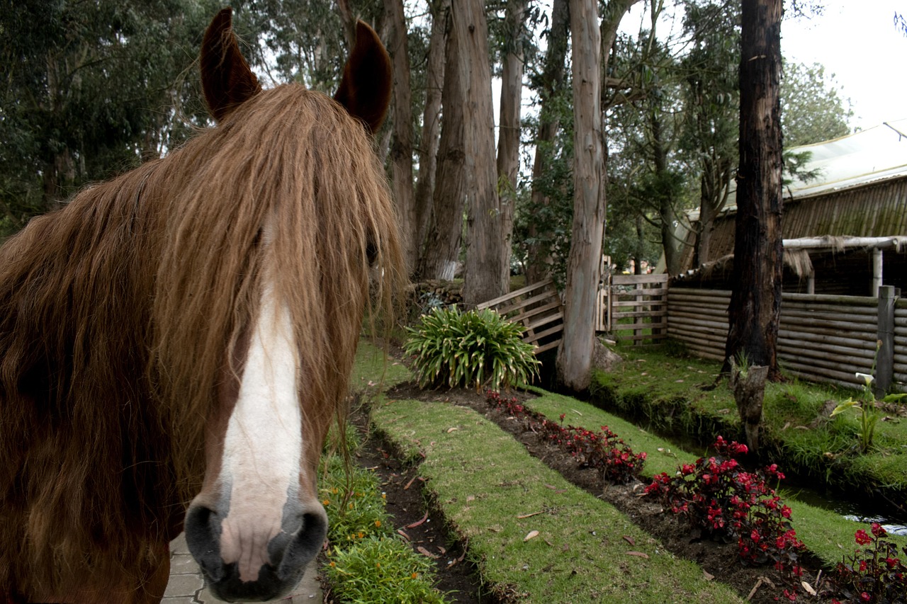 Horses - free online jigsaw puzzle photo