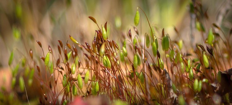 Moos, Moosblüte, Grün, Natur, Nahaufname