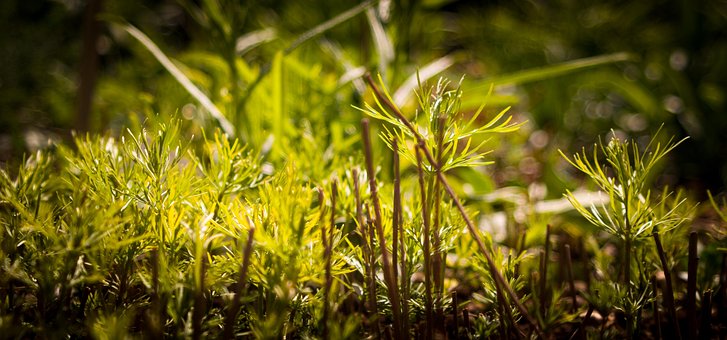 Frühling, Triebe, Jung, Grün