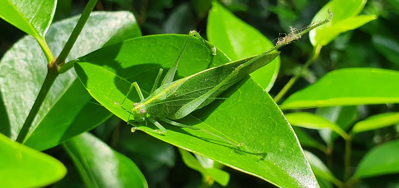 Insect Vert Feuille D'Insectes Vert La - Photo gratuite sur Pixabay - Pixabay