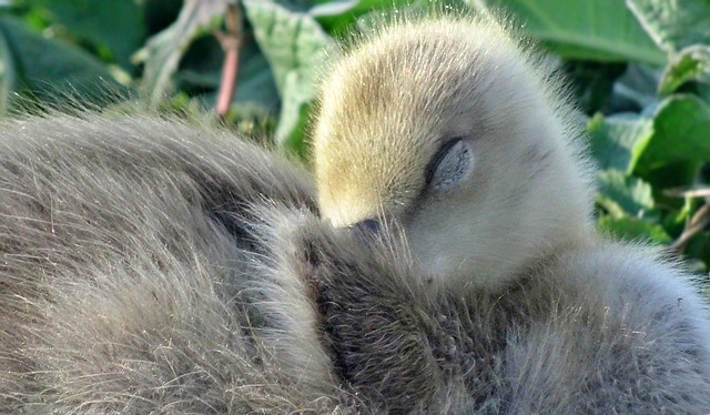 Gans, Küken, Feder, Flaum, Gänschen
