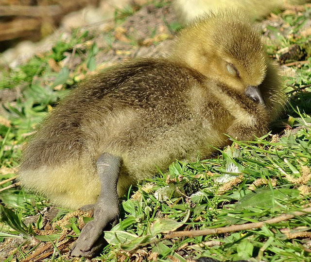 Gans, Küken, Gänschen, Niedlich