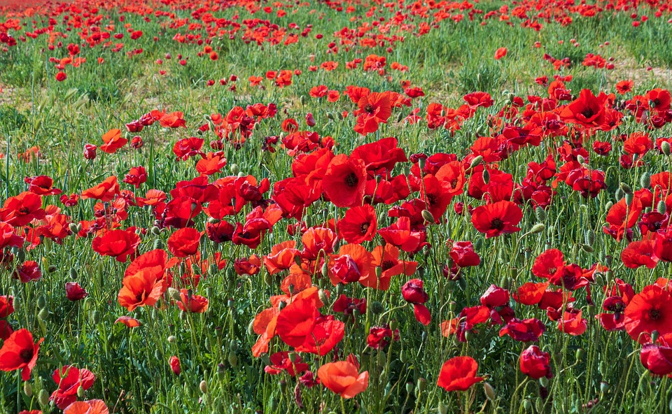 Mohn Flora Feld - Kostenloses Foto auf Pixabay - Pixabay