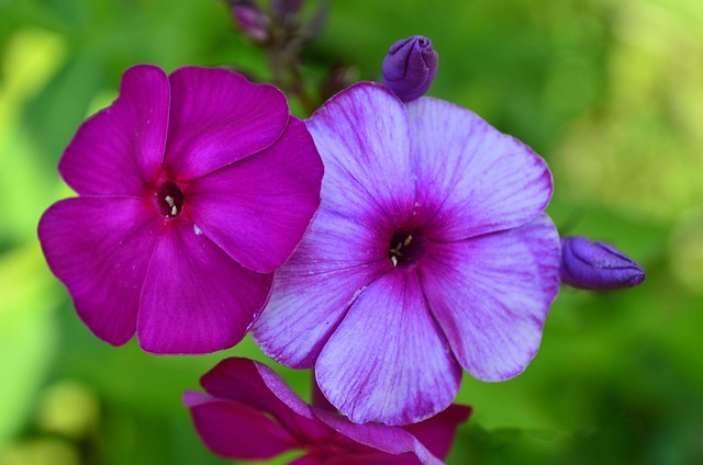Blumen, Lila, Frühling, Blüte