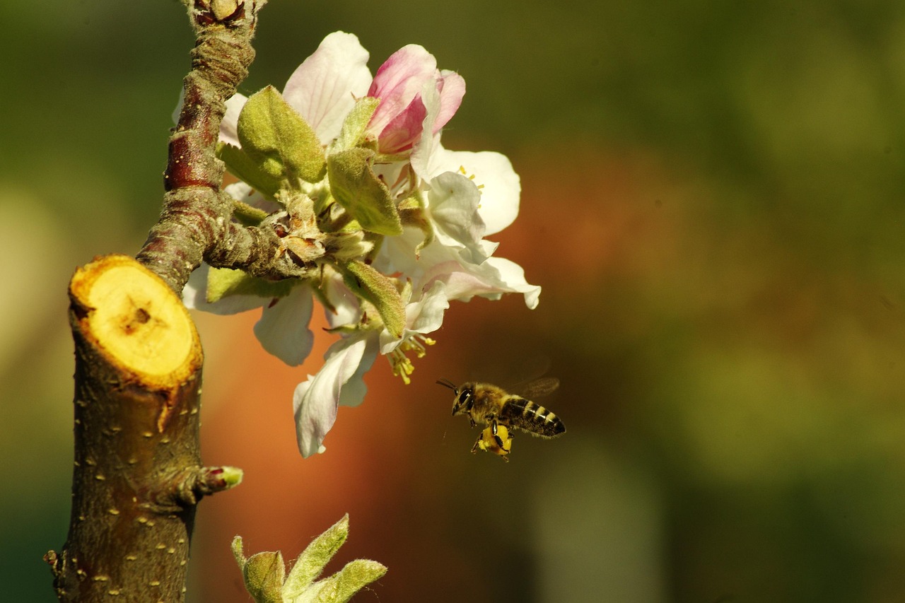 Bee Apple Tree Spring - Free photo on Pixabay - Pixabay