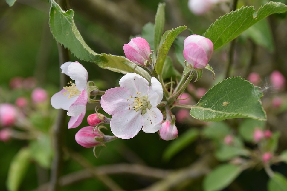 Flower Flowers Of Apple Tree Free photo on Pixabay