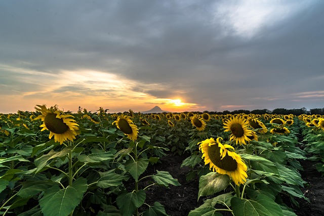 Free Sunflower Sun photo and picture