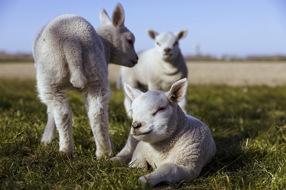 Lammeren, Schapen, Schaap, Lammetjes, Lam, Vee, Dieren