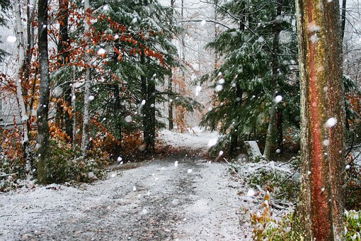 Free Winter Storm photo and picture
