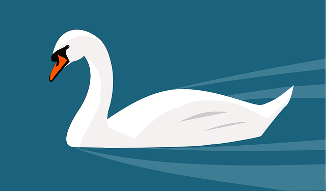 Free swan white nature illustration