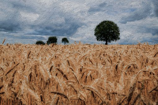 Картина Маслом На Холсте, Пшеница, Поле
