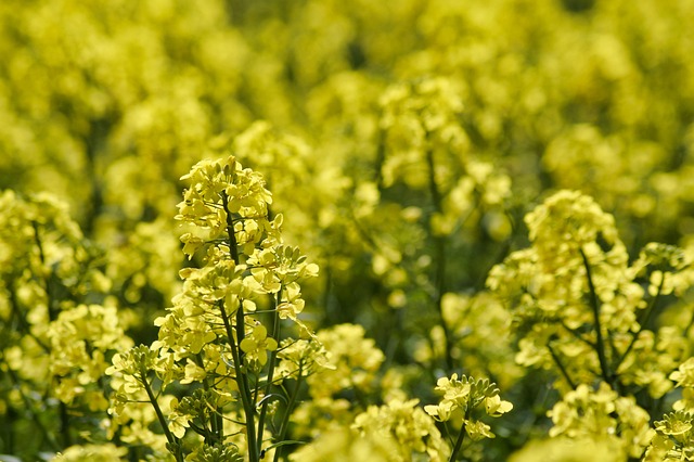 Field Of Rapsfrø, Rapsmark, Rapsblomster
