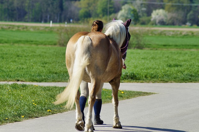Menneske, Hest, Gå, Forår, Natur