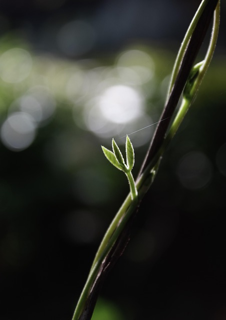Bokeh, Makro, Planter
