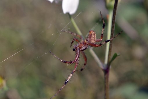Free Spider Poison photo and picture