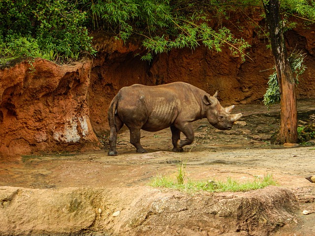 Zoo, Naturaleza, Parque, Animales
