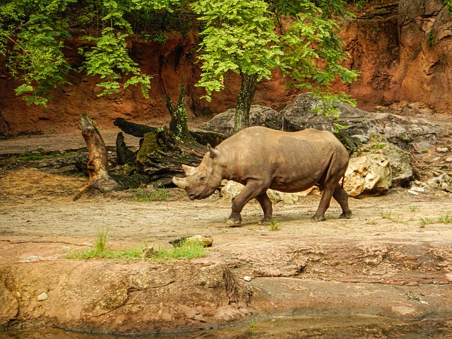 Zoo, Naturaleza, Parque, Animales