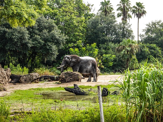 Elefante, Bebe, Africa, Pradera, Bosque